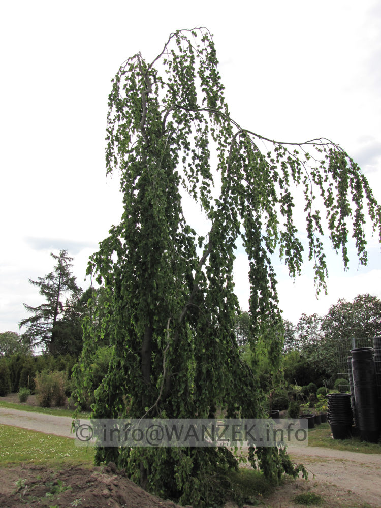 Fagsu sylvatica Pendula - Busch Sol 3.JPG